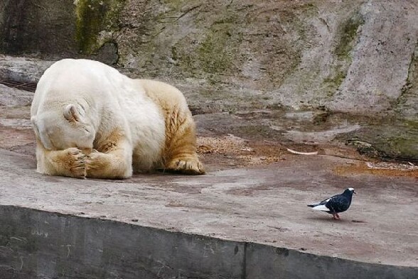 Un ours joue a cache a cache avec un pigeon - amitie insolite entre animaux un ours blanc joue a cache a cache avec un petit pigeon