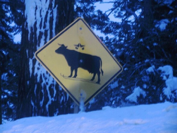 Attention vaches a skis ! - attention vaches a skis