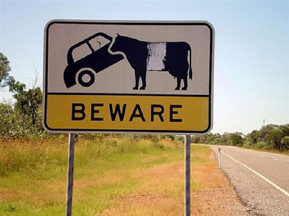 Panneau attention, vaches dangeureuses ! - beware of cow panneau de signalisation etrange avec une vache ou un taureau qui charge une voiture