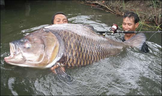 Une tres grosse prise :o - big fish