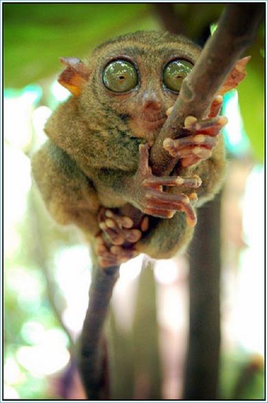 Des yeux de psychopates :o - crazy eyes