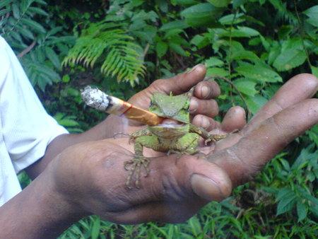 Un lezard qui fume ! - smoking lizard