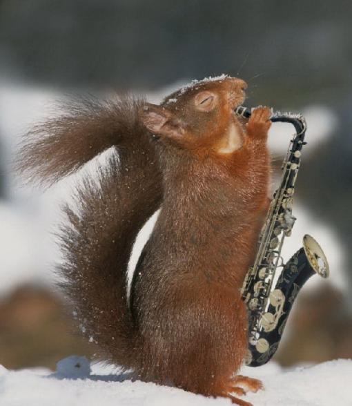 Un ecureuil qui se joue du saxo - solo au saxo d un ecureuil