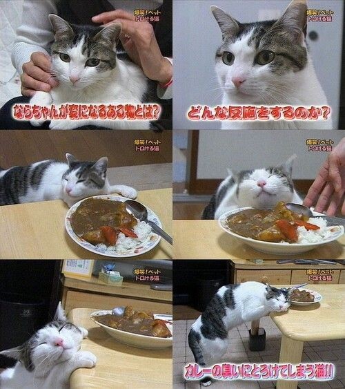 Un chat qui prefere dormir plutot que de manger - un chat qui n est pas tres interesse par la nourriture qu on lui propose