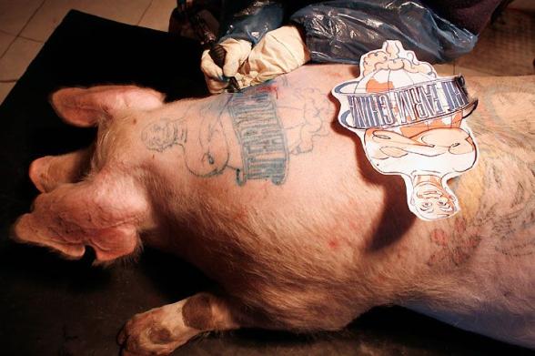 Un porc qui se fait tatouer Mr Propre sur le dos - un porc tatoue