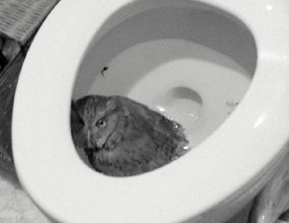 Rencontre insolite au wc - wtf